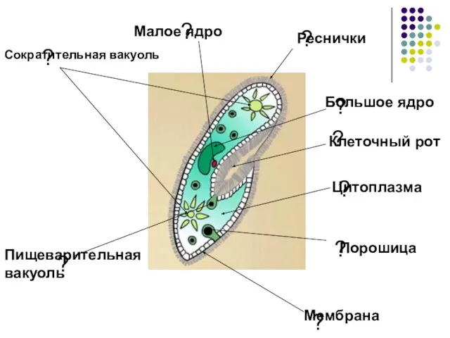 ? ? ? ? ? ? ? Клеточный рот ? Мембрана Цитоплазма