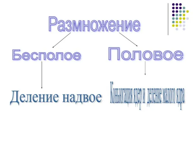 Бесполое Размножение Половое Коньюгация ядер и деление малого ядра Деление надвое