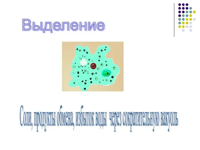 Выделение Соли, продукты обмена, избыток воды через сократительную вакуоль