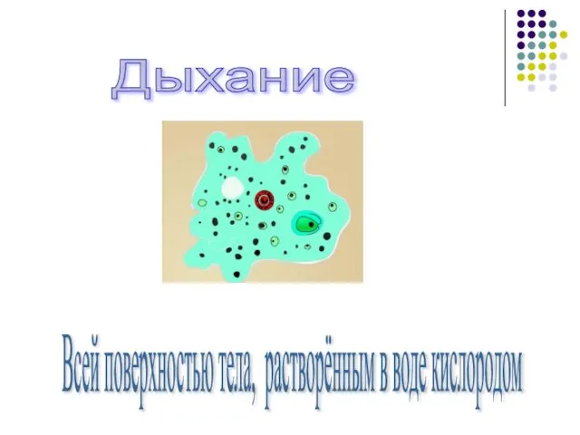 Дыхание Всей поверхностью тела, растворённым в воде кислородом