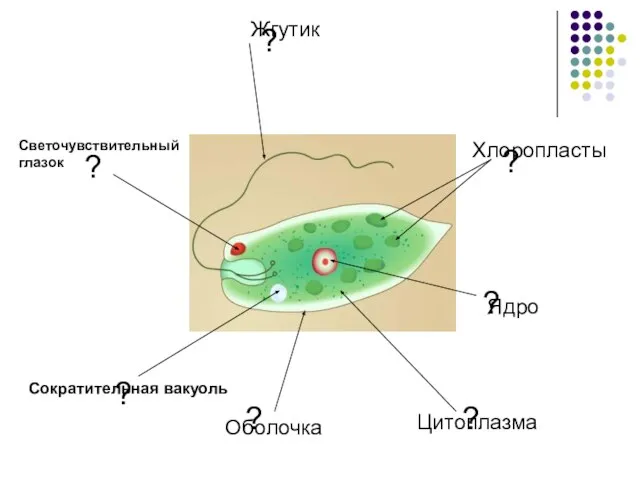 ? ? ? ? ? ? ? Оболочка Цитоплазма Ядро Хлоропласты Светочувствительный глазок Жгутик Сократительная вакуоль