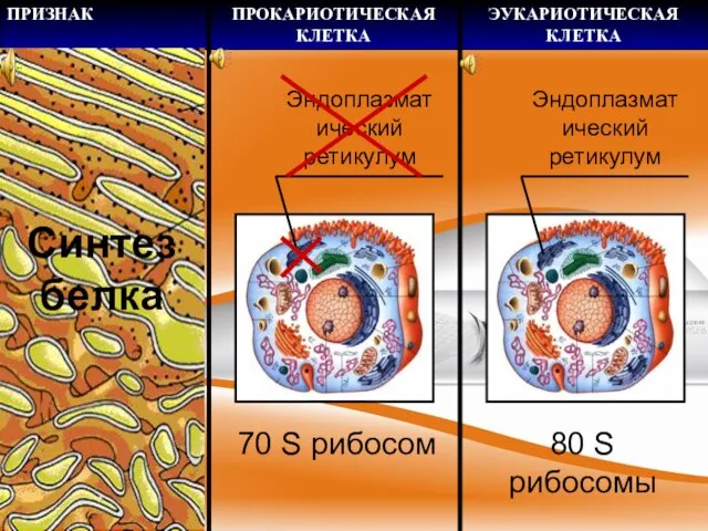 Эндоплазматический ретикулум Эндоплазматический ретикулум Синтез белка 70 S рибосом 80 S рибосомы