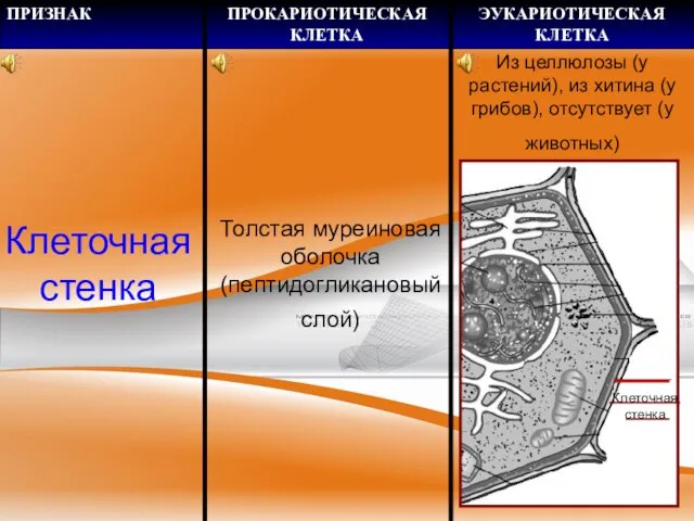 Клеточная стенка Толстая муреиновая оболочка (пептидогликановый слой) Клеточная стенка Из целлюлозы (у