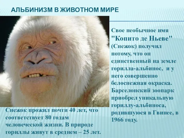 Альбинизм в животном мире Свое необычное имя "Копито де Ньеве" (Снежок) получил