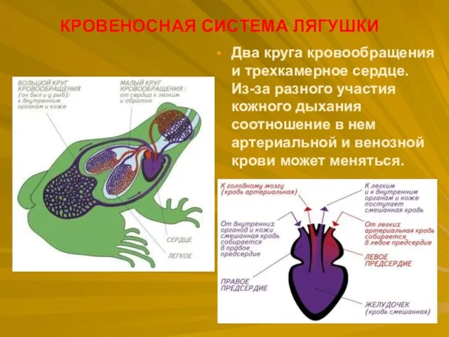 Два круга кровообращения и трехкамерное сердце. Из-за разного участия кожного дыхания соотношение