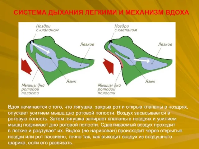 СИСТЕМА ДЫХАНИЯ ЛЕГКИМИ И МЕХАНИЗМ ВДОХА Вдох начинается с того, что лягушка,