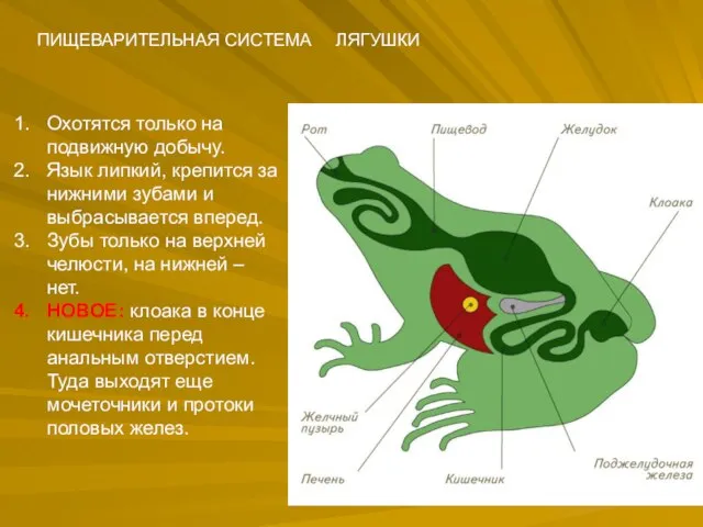 ПИЩЕВАРИТЕЛЬНАЯ СИСТЕМА ЛЯГУШКИ Охотятся только на подвижную добычу. Язык липкий, крепится за