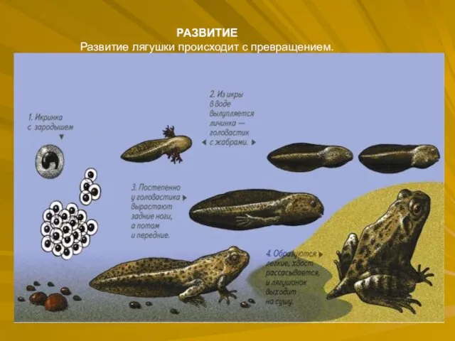 РАЗВИТИЕ Развитие лягушки происходит с превращением.