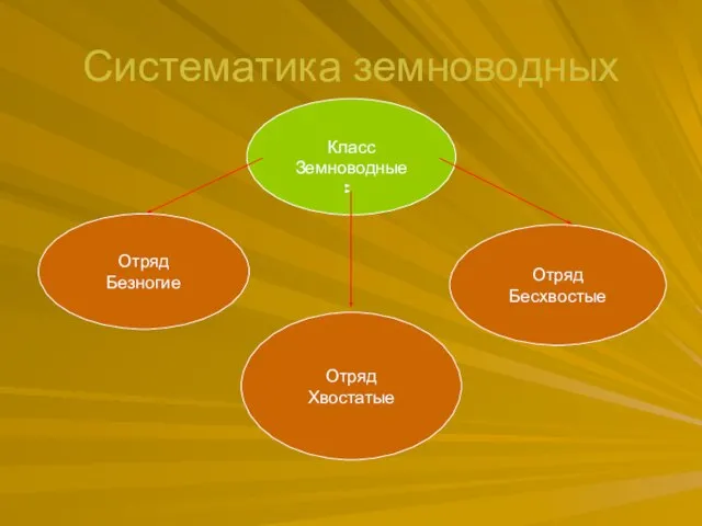 Систематика земноводных Класс Земноводные Отряд Безногие Отряд Хвостатые Отряд Бесхвостые