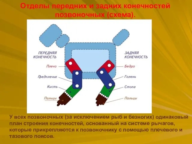 Отделы передних и задних конечностей позвоночных (схема). У всех позвоночных (за исключением