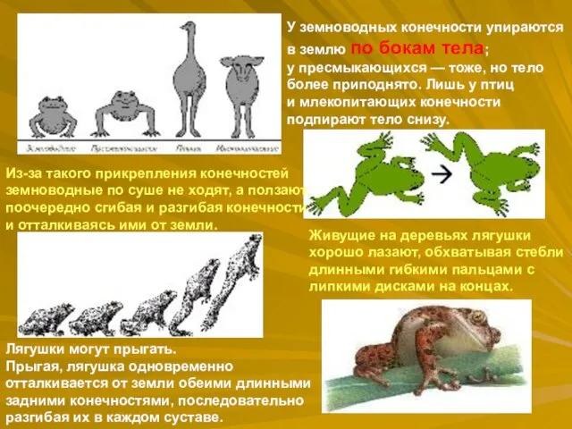 У земноводных конечности упираются в землю по бокам тела; у пресмыкающихся —