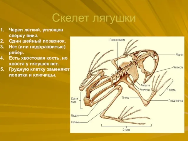 Скелет лягушки Череп легкий, уплощен сверху вниз. Один шейный позвонок. Нет (или