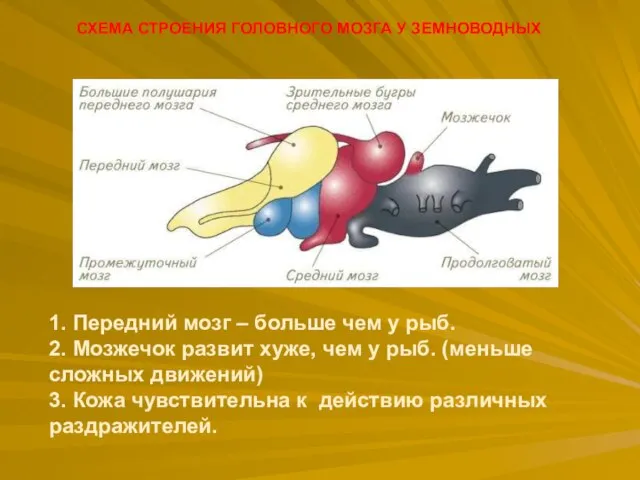 СХЕМА СТРОЕНИЯ ГОЛОВНОГО МОЗГА У ЗЕМНОВОДНЫХ 1. Передний мозг – больше чем