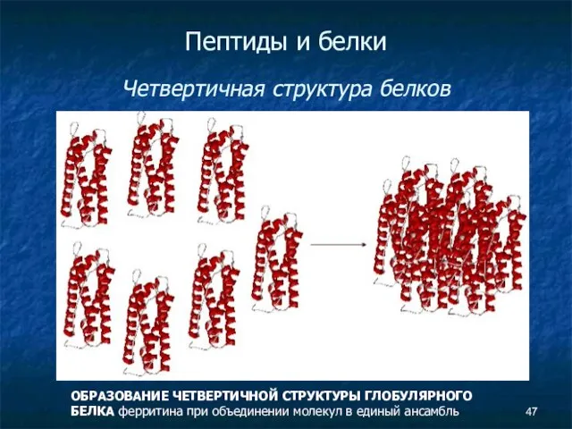 Пептиды и белки Четвертичная структура белков ОБРАЗОВАНИЕ ЧЕТВЕРТИЧНОЙ СТРУКТУРЫ ГЛОБУЛЯРНОГО БЕЛКА ферритина