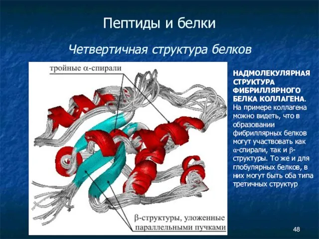 Пептиды и белки Четвертичная структура белков НАДМОЛЕКУЛЯРНАЯ СТРУКТУРА ФИБРИЛЛЯРНОГО БЕЛКА КОЛЛАГЕНА. На