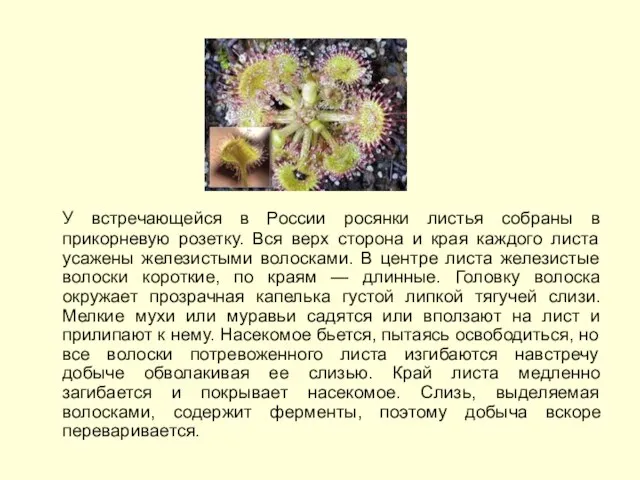 У встречающейся в России росянки листья собраны в прикорневую розетку. Вся верх