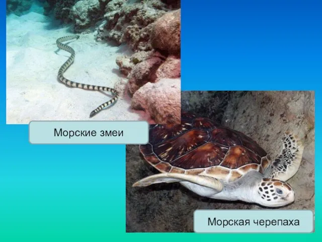 Морская черепаха Морские змеи