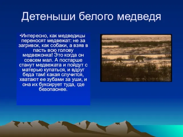 Детеныши белого медведя В берлогах (в январе-феврале) медведицы рожают: молодые — обычно