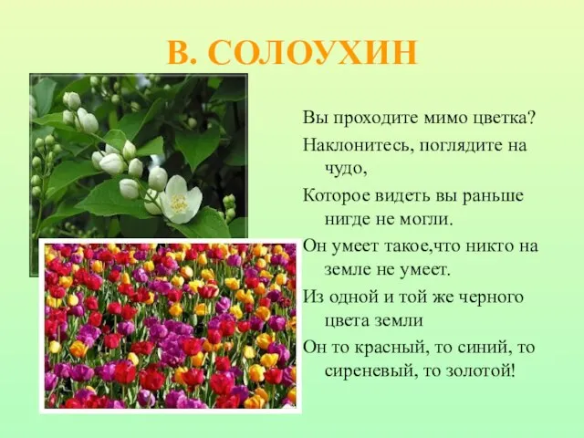 В. СОЛОУХИН Вы проходите мимо цветка? Наклонитесь, поглядите на чудо, Которое видеть