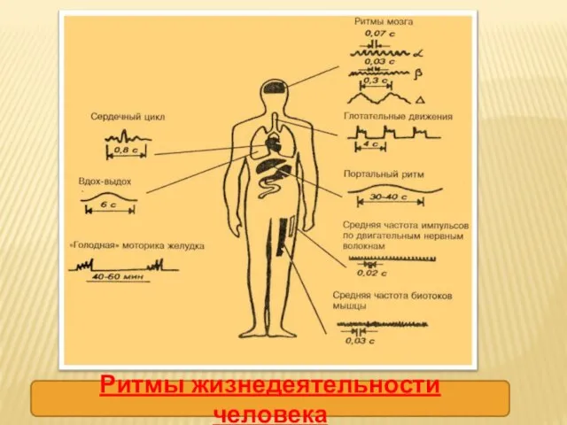 Ритмы жизнедеятельности человека