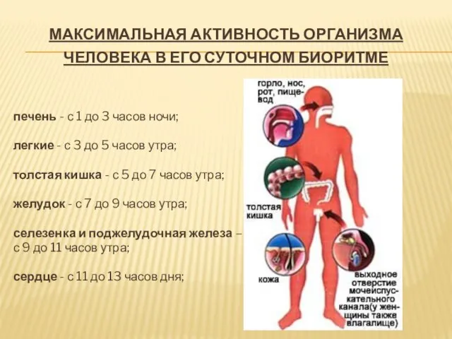 Максимальная активность организма человека в его суточном биоритме печень - с 1