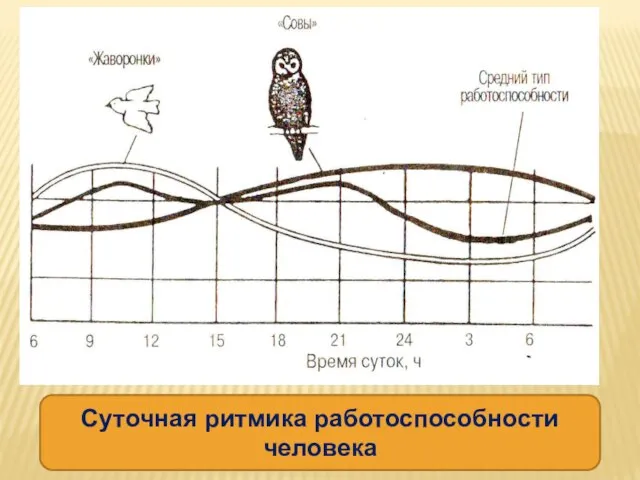 Суточная ритмика работоспособности человека