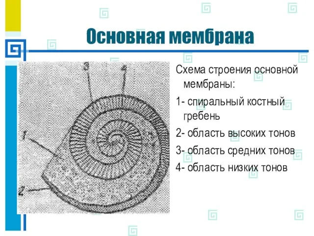 Основная мембрана Схема строения основной мембраны: 1- спиральный костный гребень 2- область