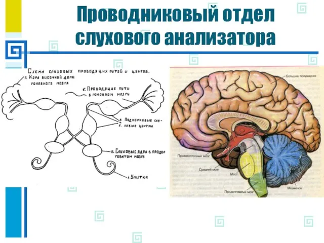 Проводниковый отдел слухового анализатора