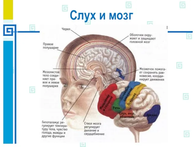 Слух и мозг