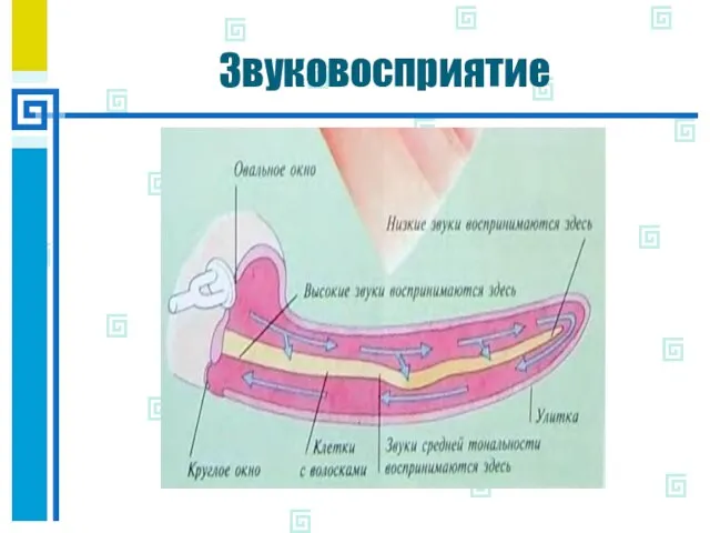 Звуковосприятие