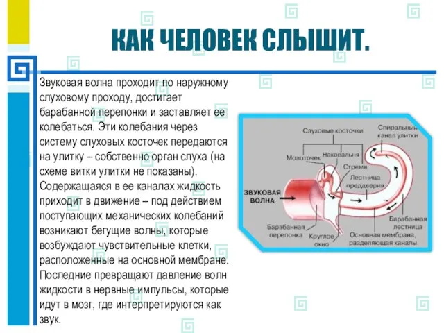 КАК ЧЕЛОВЕК СЛЫШИТ. Звуковая волна проходит по наружному слуховому проходу, достигает барабанной