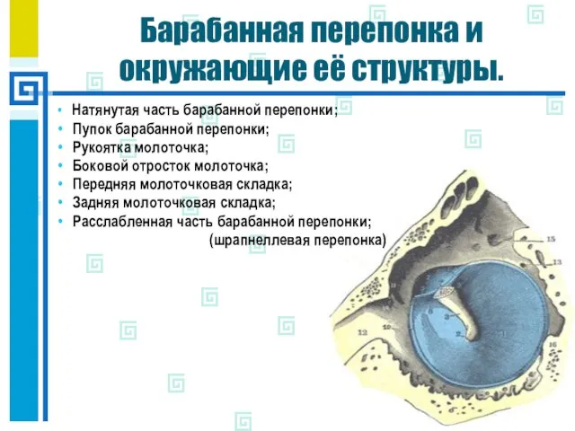 Барабанная перепонка и окружающие её структуры. Натянутая часть барабанной перепонки; Пупок барабанной