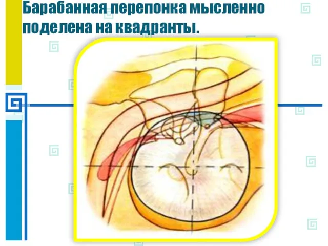 Барабанная перепонка мысленно поделена на квадранты.