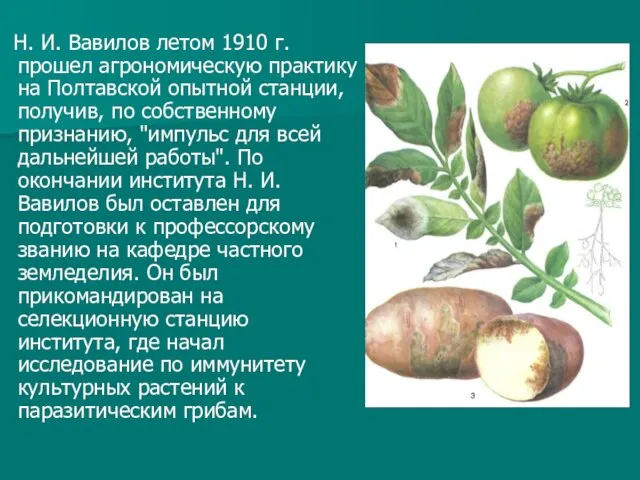 Н. И. Вавилов летом 1910 г. прошел агрономическую практику на Полтавской опытной