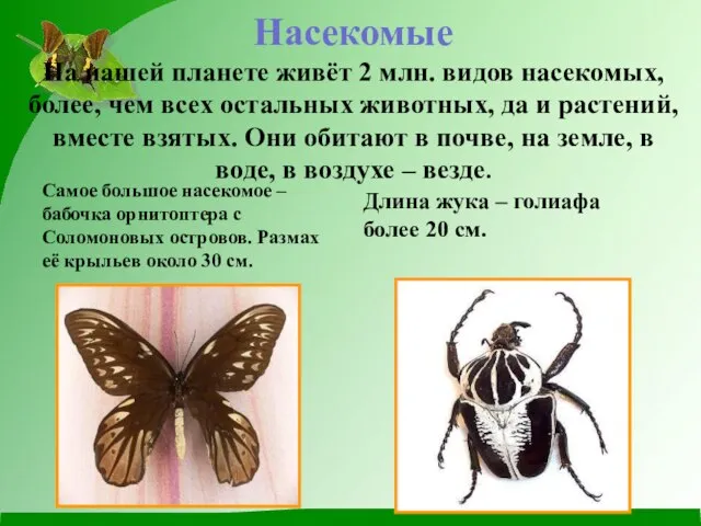 Насекомые На нашей планете живёт 2 млн. видов насекомых, более, чем всех