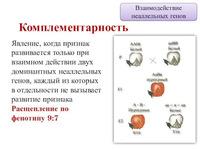 Комплементарность Взаимодействие неаллельных генов Явление, когда признак развивается только при взаимном действии