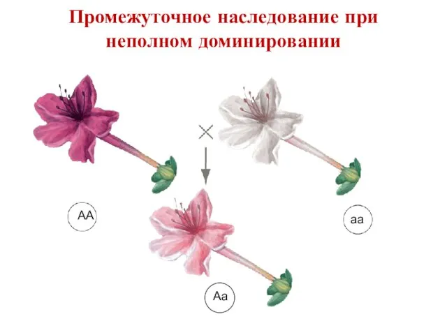 АА аа Аа Промежуточное наследование при неполном доминировании