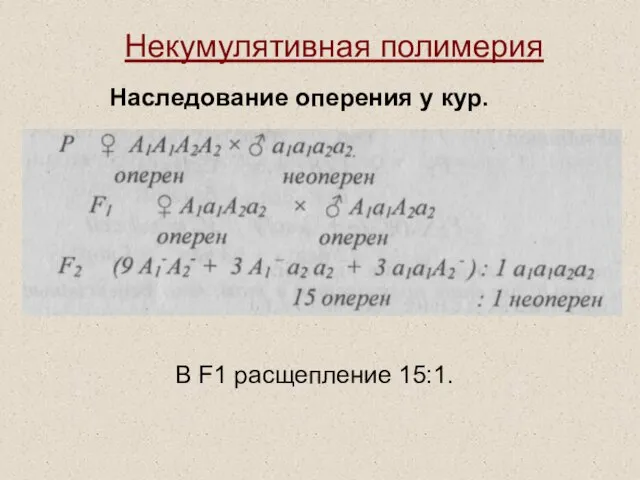 Некумулятивная полимерия Наследование оперения у кур. В F1 расщепление 15:1.