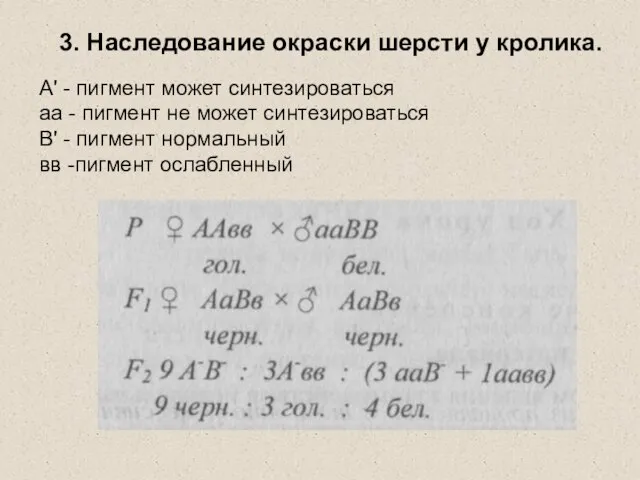 3. Наследование окраски шерсти у кролика. А' - пигмент может синтезироваться аа