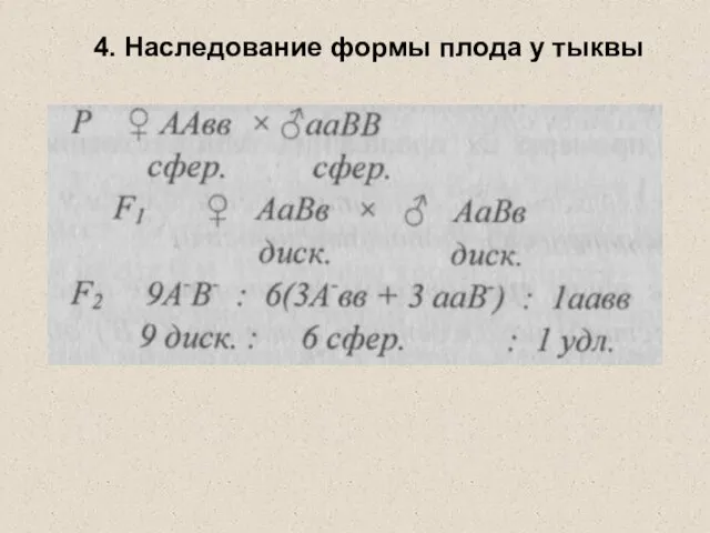 4. Наследование формы плода у тыквы