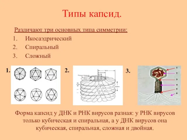 Типы капсид. Различают три основных типа симметрии: Икосаэдрический Спиральный Сложный 1. 2.