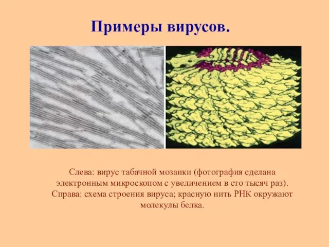 Слева: вирус табачной мозаики (фотография сделана электронным микроскопом с увеличением в сто