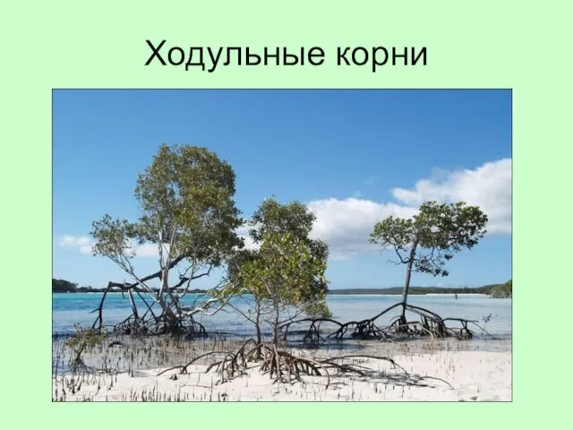 Ходульные корни