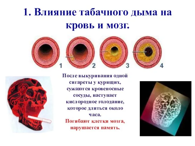 1. Влияние табачного дыма на кровь и мозг. После выкуривания одной сигареты