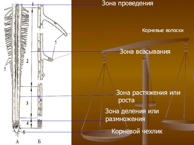 Корневой чехлик Зона деления или размножения Зона растяжения или роста Зона всасывания Корневые волоски Зона проведения