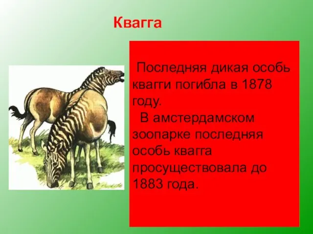 Квагга, обитавшая на юге Африки, была удивительным парнокопытным. Спереди она имела полосатую