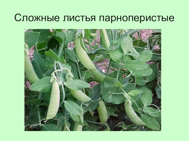 Сложные листья парноперистые