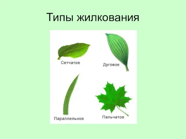 Типы жилкования