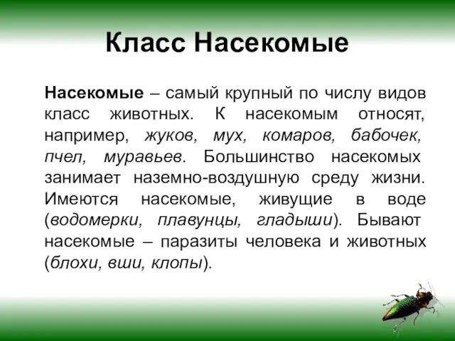 Класс Насекомые Насекомые – самый крупный по числу видов класс животных. К