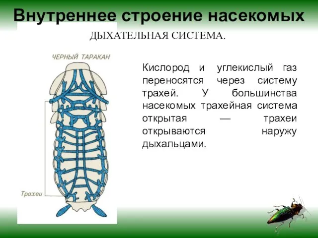 Кислород и углекислый газ переносятся через систему трахей. У большинства насекомых трахейная